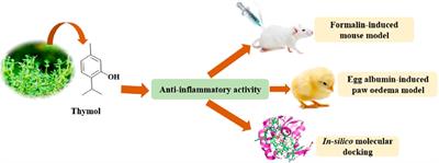 Anti-inflammatory effects of thymol: an emphasis on the molecular interactions through in vivo approach and molecular dynamic simulations